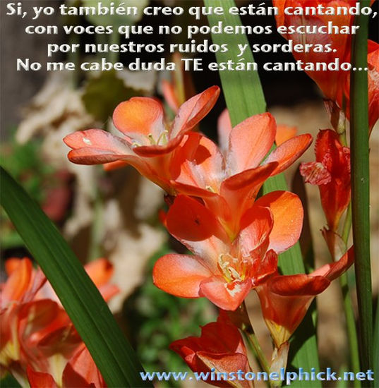 Flores que cantan 