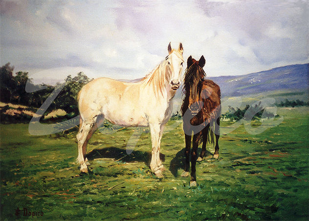 Caballos/Cabalos/Horses