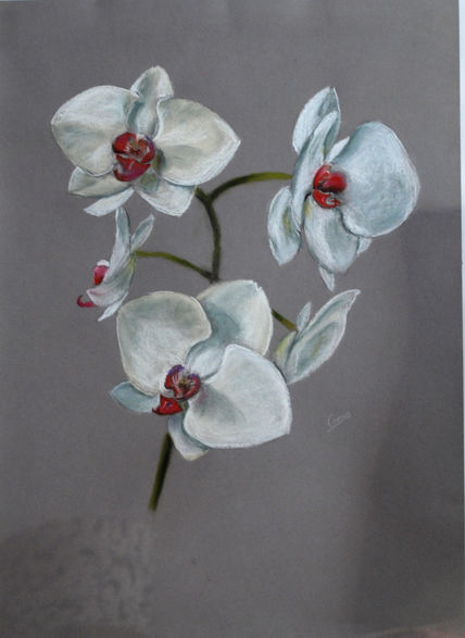 Orquidea
