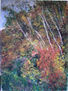 BOSQUE ENCANTADO