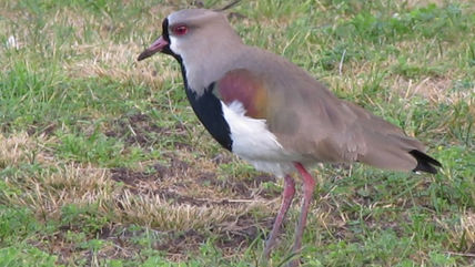 Tero