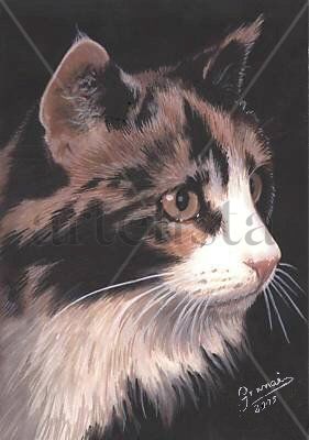Gatita nevada