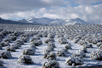 Olivos nevados