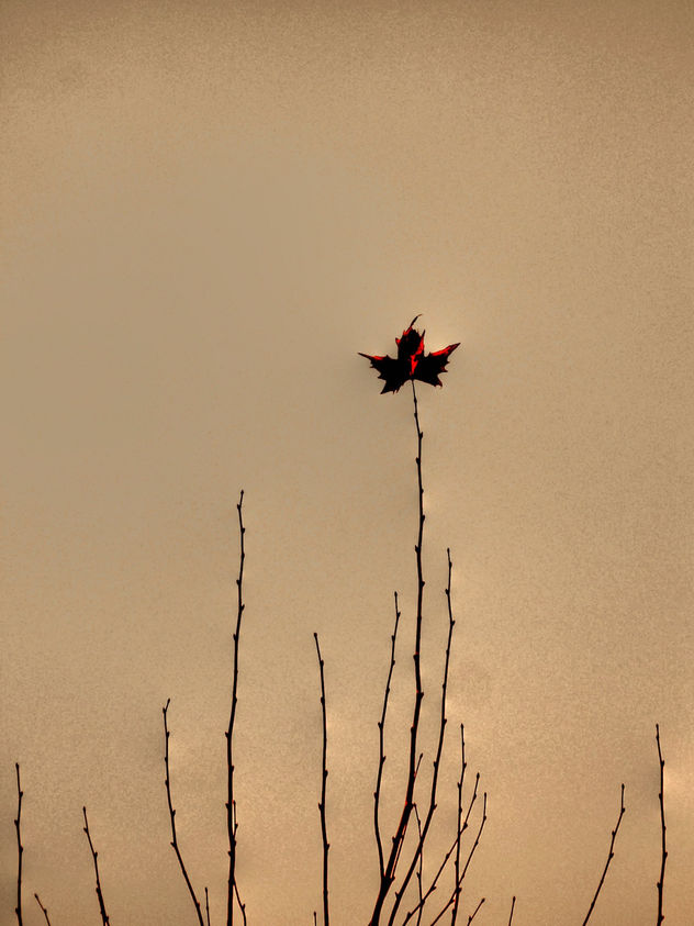 La última hoja del Otoño