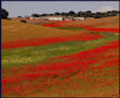 Roselles (amapolas)