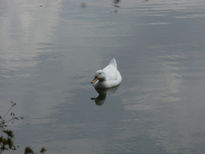 Pato en el agua