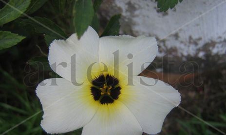 MACROINTIMO EN FLOR 3