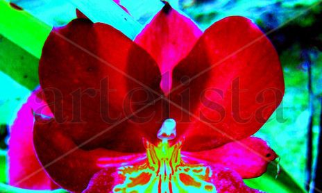 MACROINTIMO EN FLOR 4