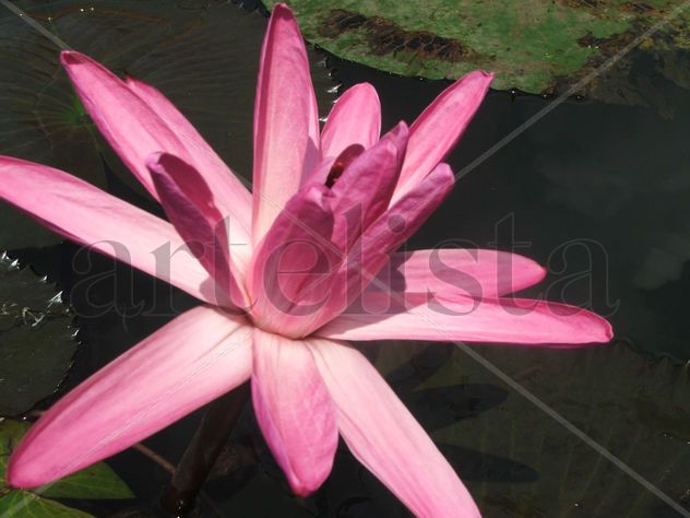 Nenufares de la pradera II