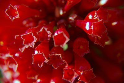 Rojo