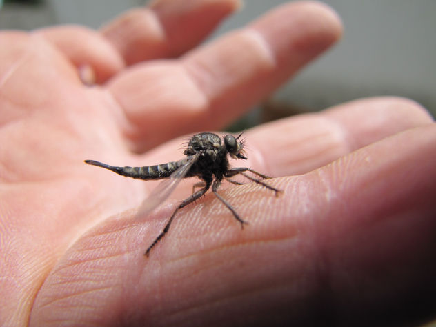 ASILIDAE  -  INSECTOS DE ARGENTINA