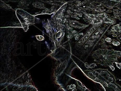 Gato siames con...