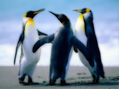 foto de pinguinos 1 con efecto 3d