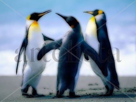 Foto de pinguinos 1...