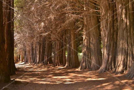 Bosque de Secuoyas