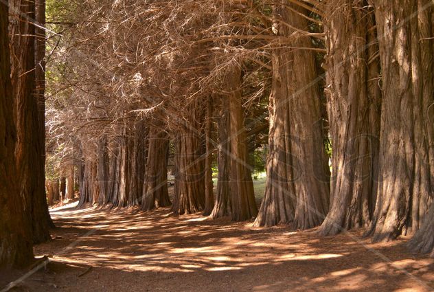 Bosque de Secuoyas