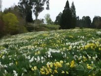 Campo de narcisos