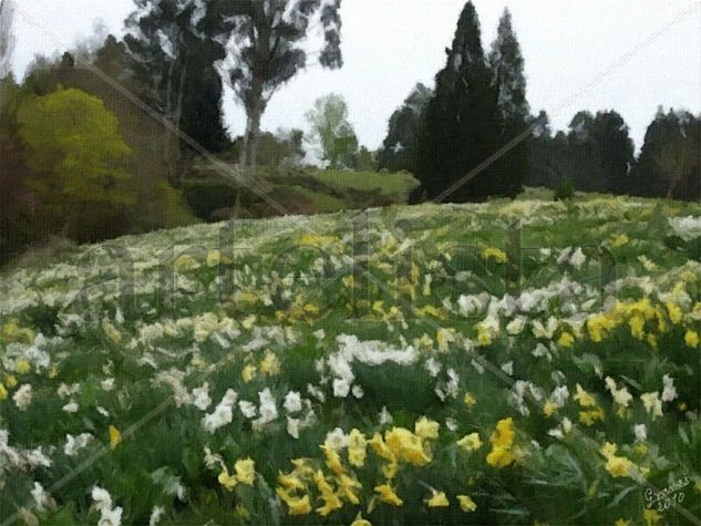 CAMPO DE NARCISOS Óleo Lienzo Paisaje