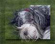 Abril.  Nuestra Bearded Collie