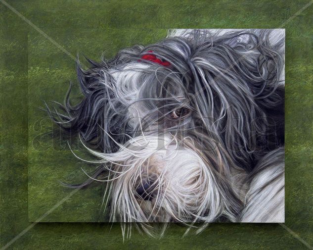 Abril.  Nuestra Bearded Collie Pastel Tabla Animales