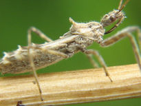 Hemiptera:...