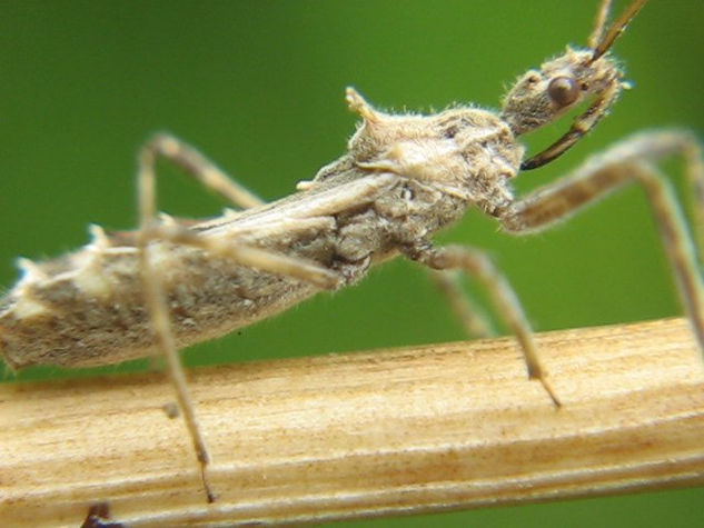 Hemiptera: Reduviidae  -  INSECTOS DE ARGENTINA Fotoperiodismo y documental Color (Digital)