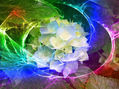 HORTENSIA