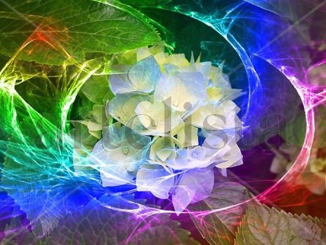 Hortensia