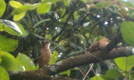 Aves