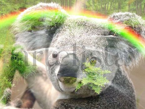 Koala