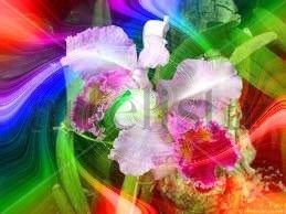 Orquideas 1