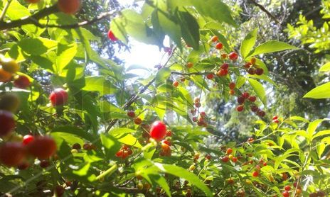 Frutos