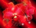 Orquideas 5