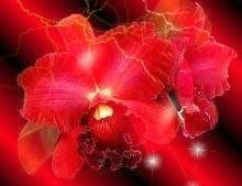 Orquideas 5