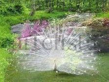 Pavo real 2