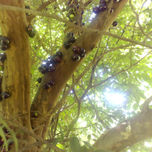 Frutos thumbnail 1