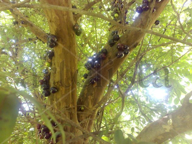 Jaboticaba Naturaleza Color (Digital)