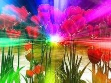 Tulipanes y...