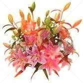 Lirio 1