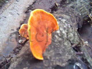 Naranja en tronco