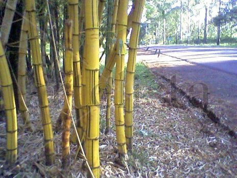 Tacuaras
