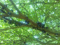 Jaboticaba 2.