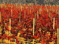 Viñas de otoño