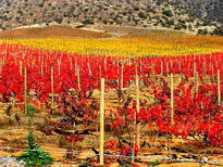 Viñas de Otoño 2