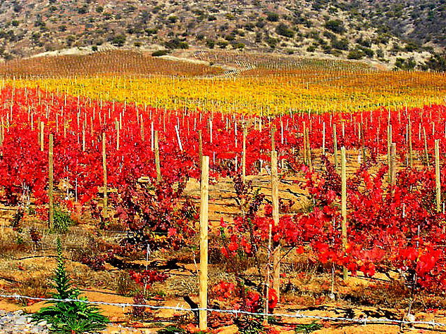 Viñas de Otoño 2 Naturaleza Color (Digital)