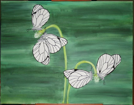 ¿Flores o Mariposas?