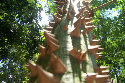 Puntas