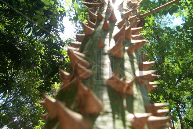 puntas