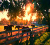 CABALLOS