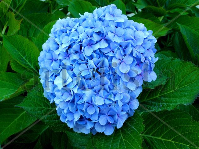 Hortensia azul Naturaleza Color (Digital)